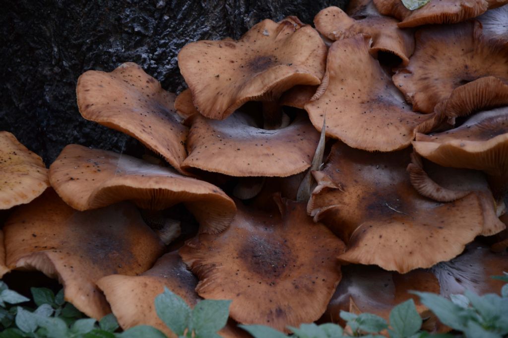 Aiuto per identificazione fungo