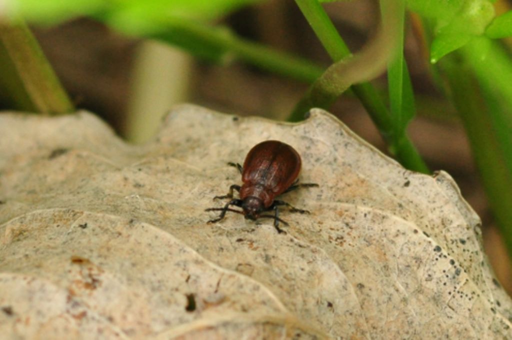 Galeruca cf. rufa