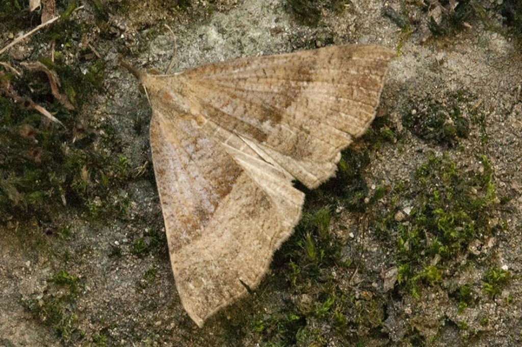 Da identificare - Hypena proboscidalis