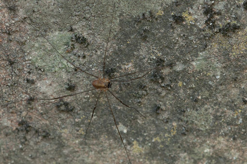 Phalangiidae: cfr. Zacheus sp.
