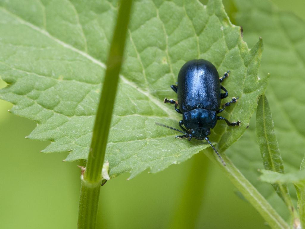 Chrysolina (Synerga) coerulans