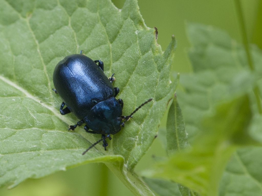 Chrysolina (Synerga) coerulans