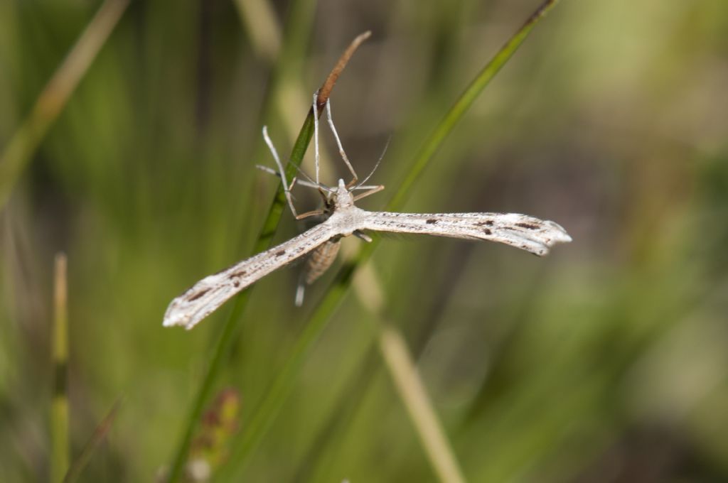 Pterophoridae > Stenoptilia sp ?