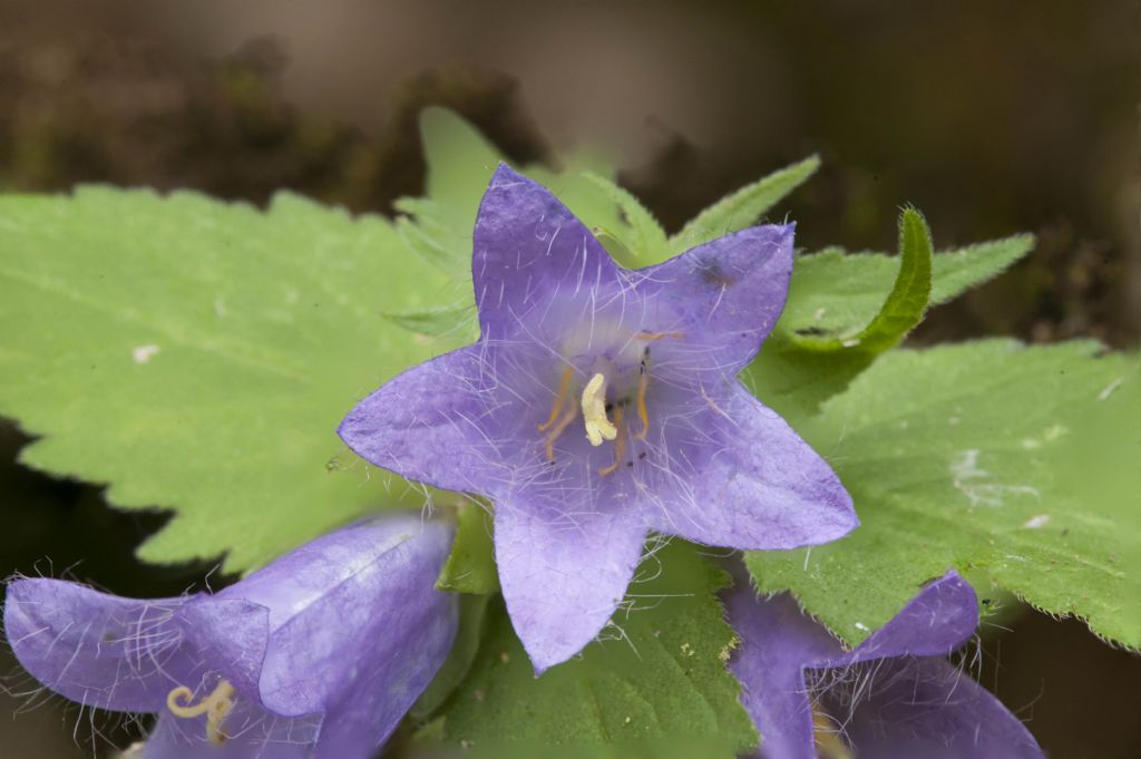 Alpi Apuane - Campanula trachelium