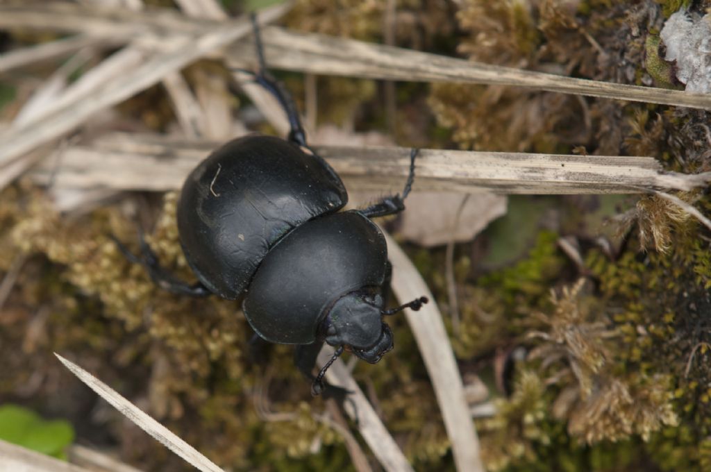 Jekelius intermedius (Geotrupidae).