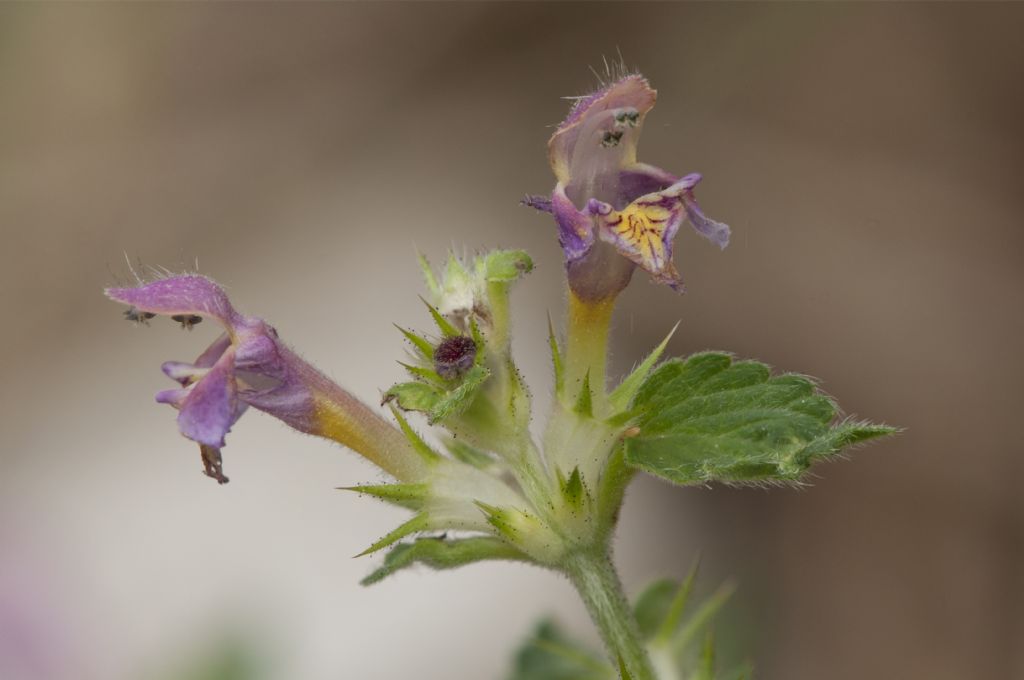 Galeopsis ladanum
