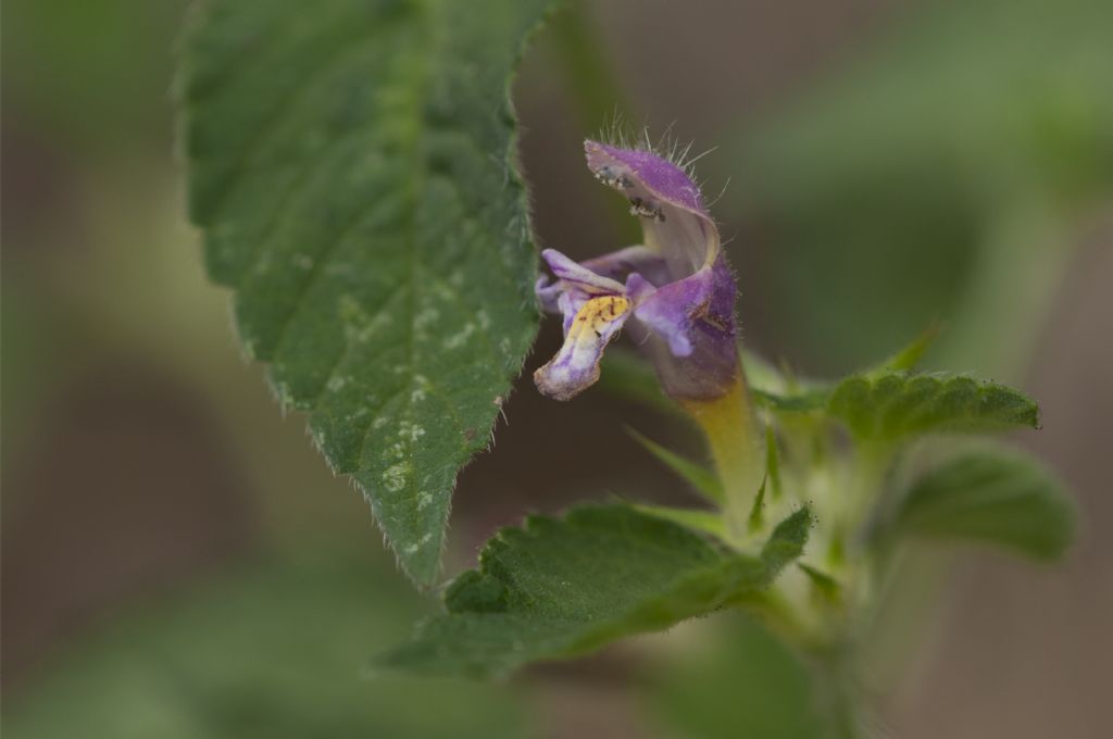 Galeopsis ladanum