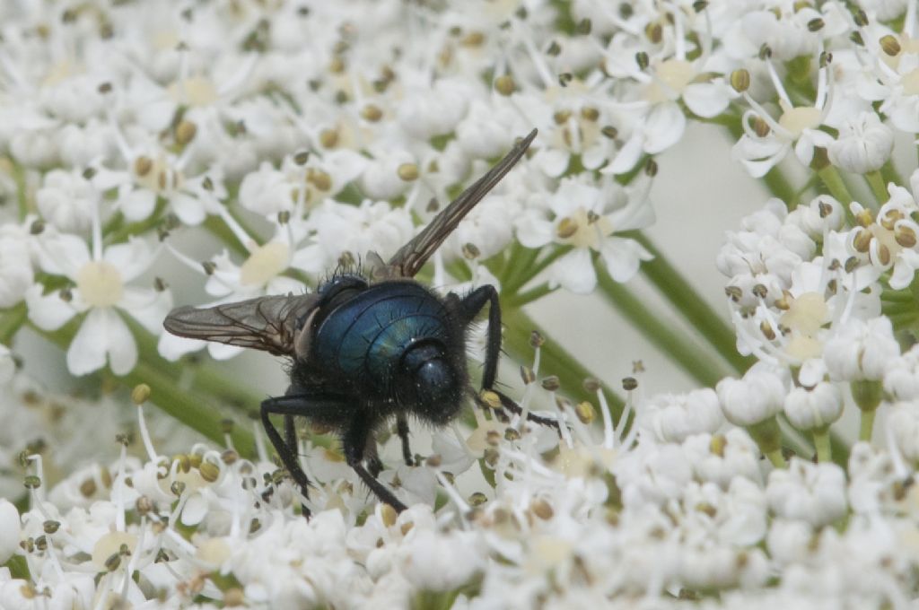 Da determinare: Cynomya mortuorum (Calliphoridae)