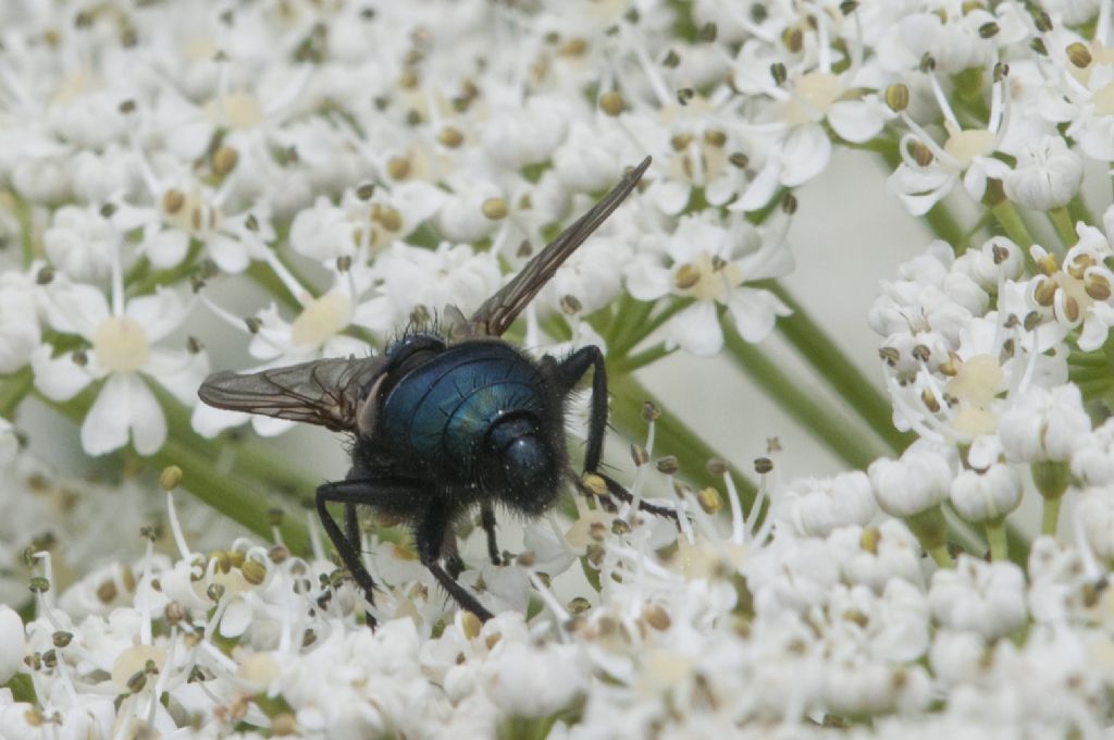 Da determinare: Cynomya mortuorum (Calliphoridae)