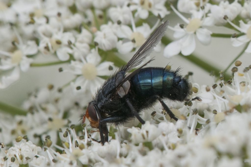 Da determinare: Cynomya mortuorum (Calliphoridae)