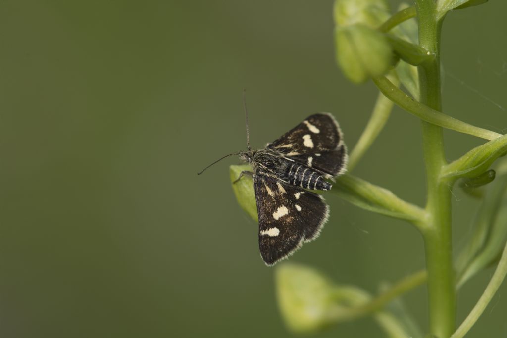 Lepidoptera da ID. Forse Tyta luctuosa. No, Eurrhypis pollinalis, Crambidae