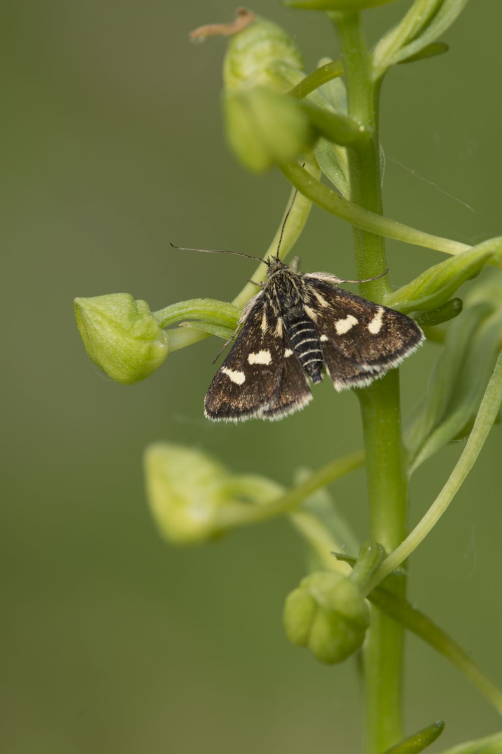 Lepidoptera da ID. Forse Tyta luctuosa. No, Eurrhypis pollinalis, Crambidae