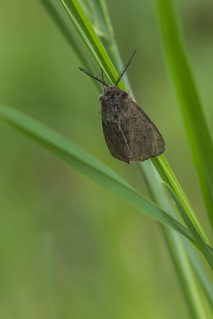 Noctuidae da ID