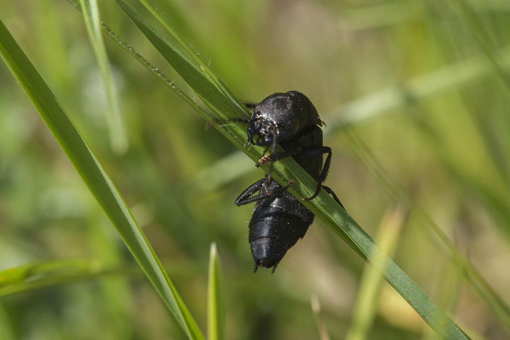 Non so cosa sia.....Ocypus olens (Staphylinidae)