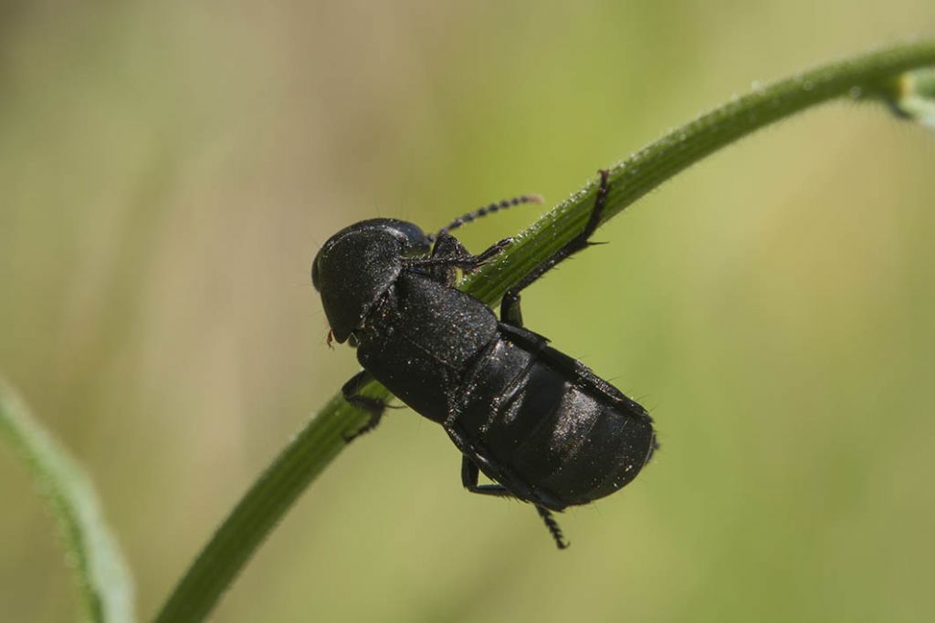 Non so cosa sia.....Ocypus olens (Staphylinidae)