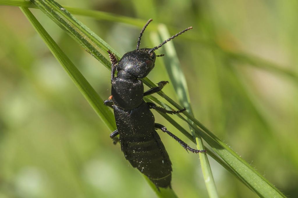 Non so cosa sia.....Ocypus olens (Staphylinidae)