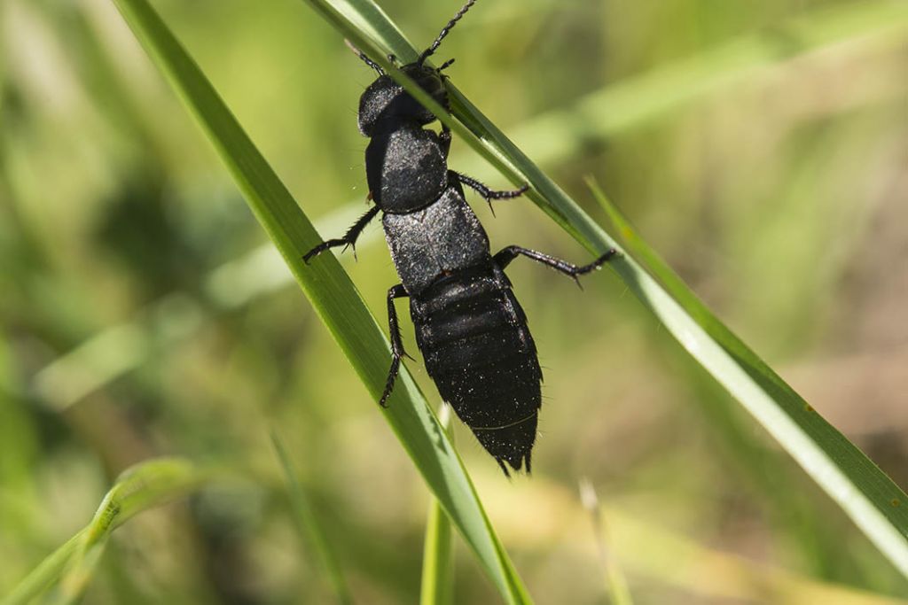 Non so cosa sia.....Ocypus olens (Staphylinidae)