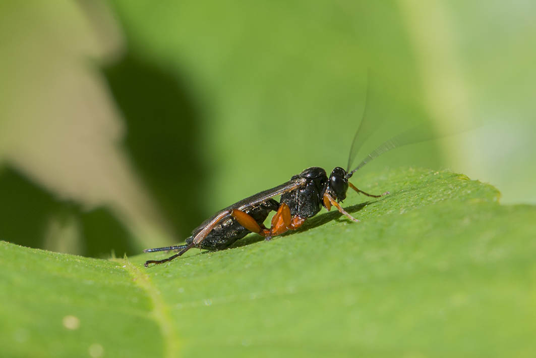 Ichneumonidae? S, Pimpla sp.