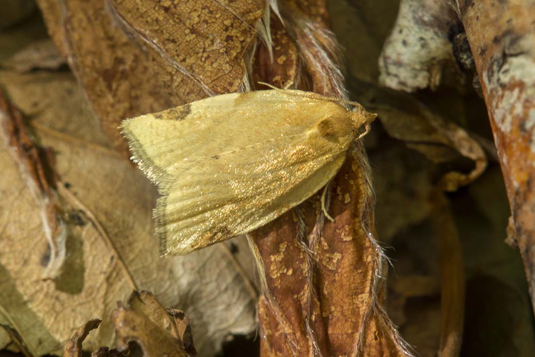 Tortricidae  Paramesia gnomana?