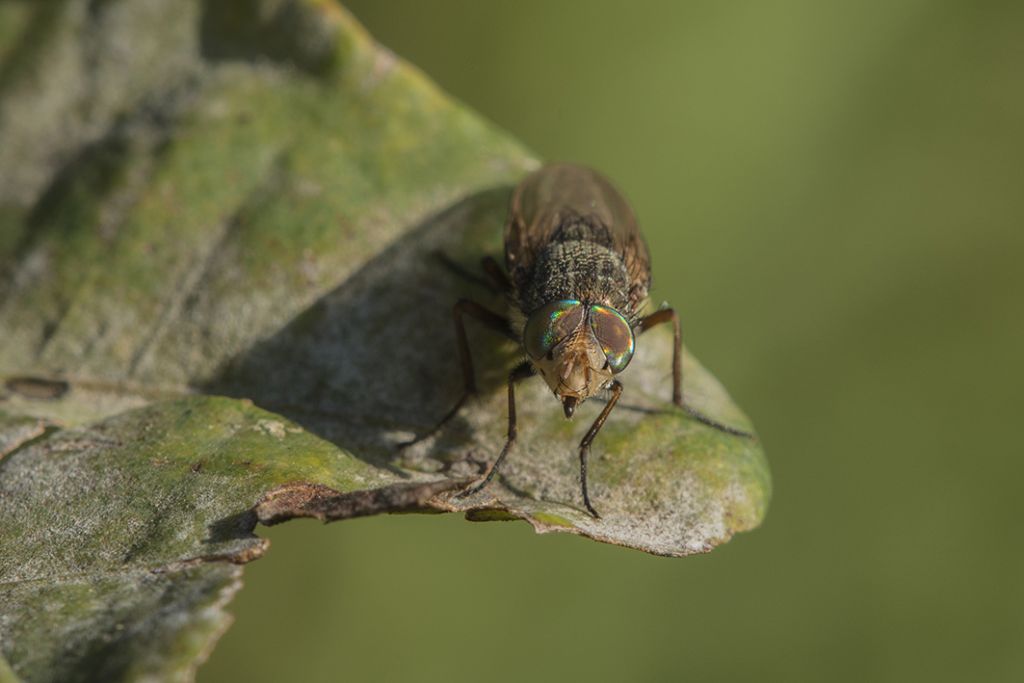 Calliphoridae: Rhyncomya cfr. impavida, maschio