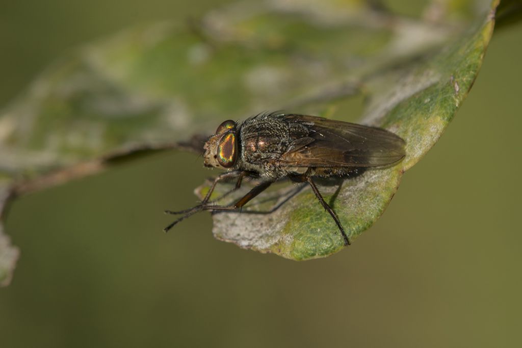 Calliphoridae: Rhyncomya cfr. impavida, maschio