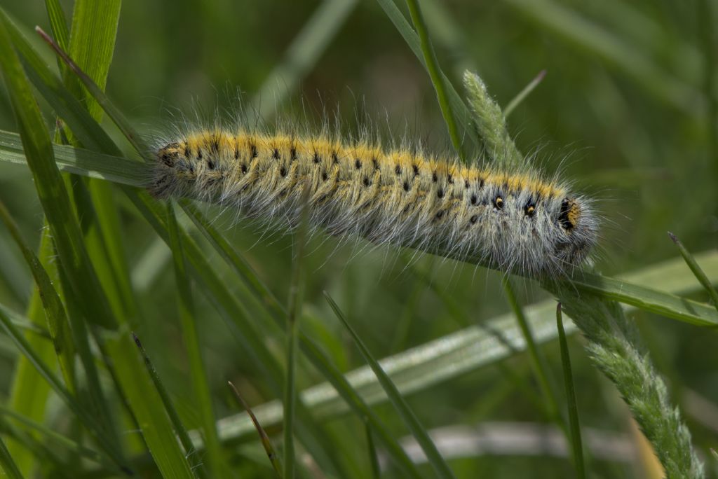 Bruco di Lasiocampa (Pachygastria) trifolii (Lasiocampidae)