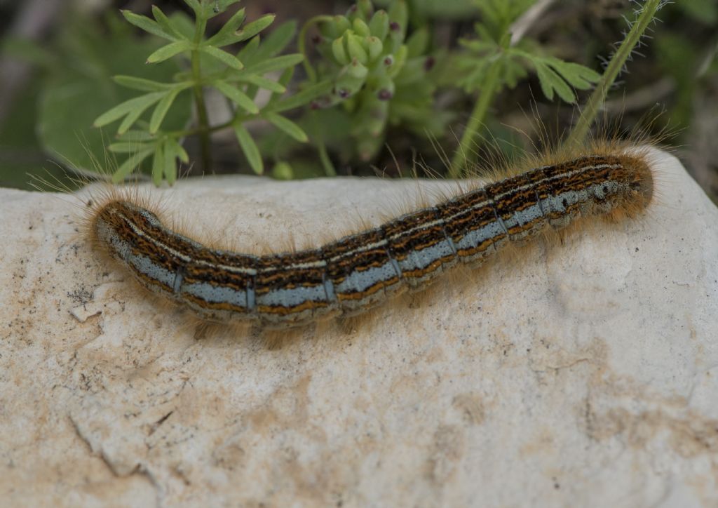 Bruco di Malacosoma (Clisiocampa) castrense  (Lasiocampidae)