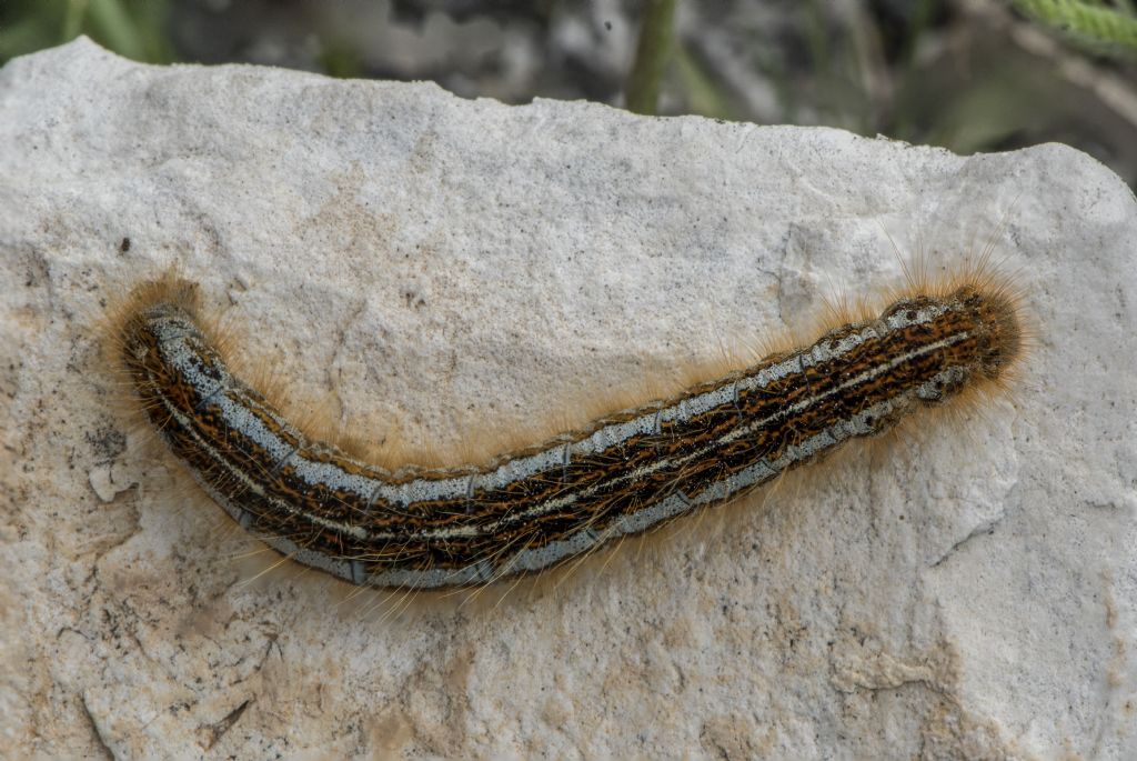 Bruco di Malacosoma (Clisiocampa) castrense  (Lasiocampidae)