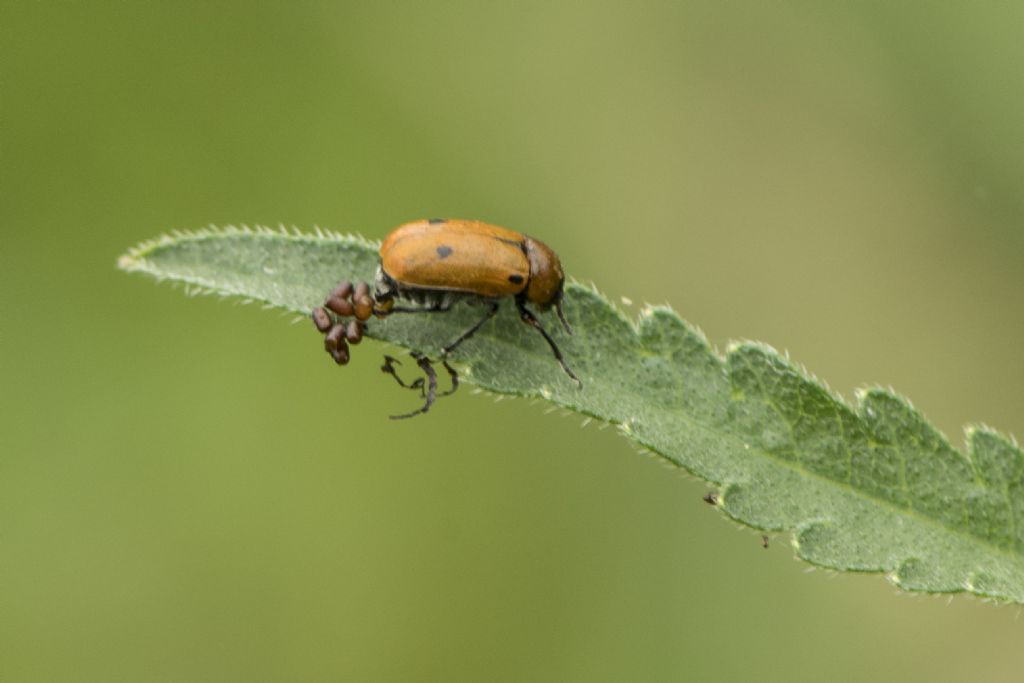 Chrysomelidae: Macrolenes dentipes, femmina con uova