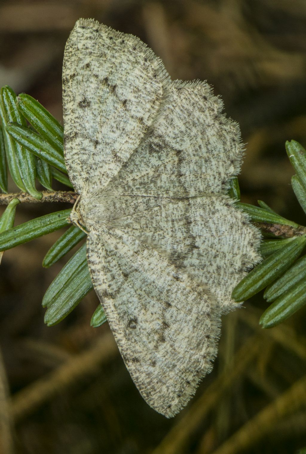 Geometridae: Charissa onustaria