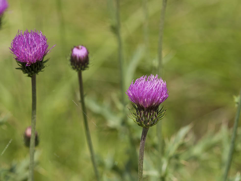 Carduus defloratus subsp. carlinifolius / Cardo alpino