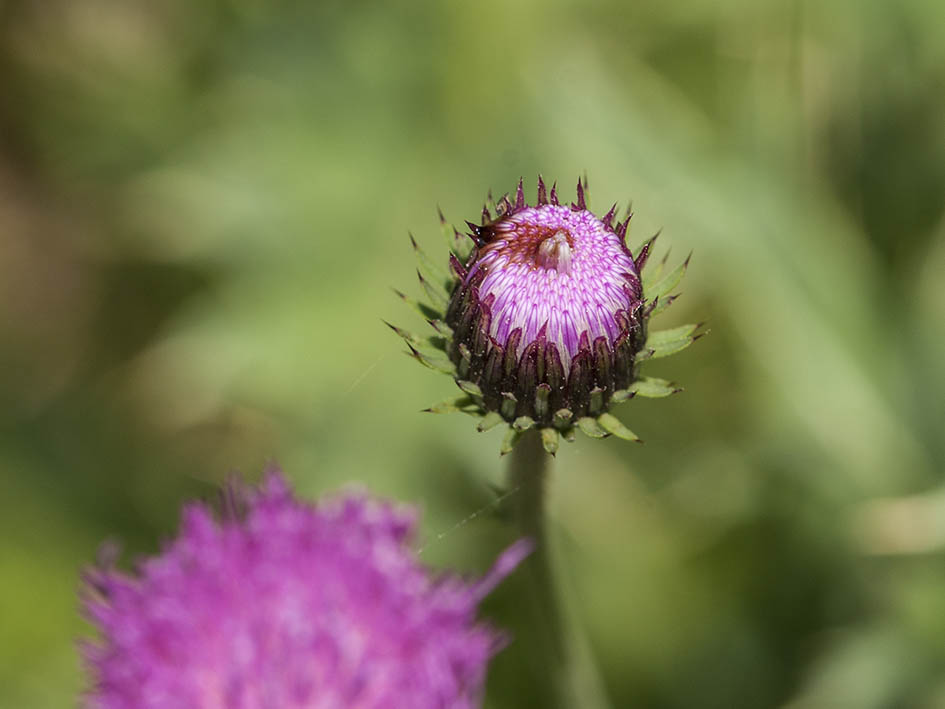 Carduus defloratus subsp. carlinifolius / Cardo alpino