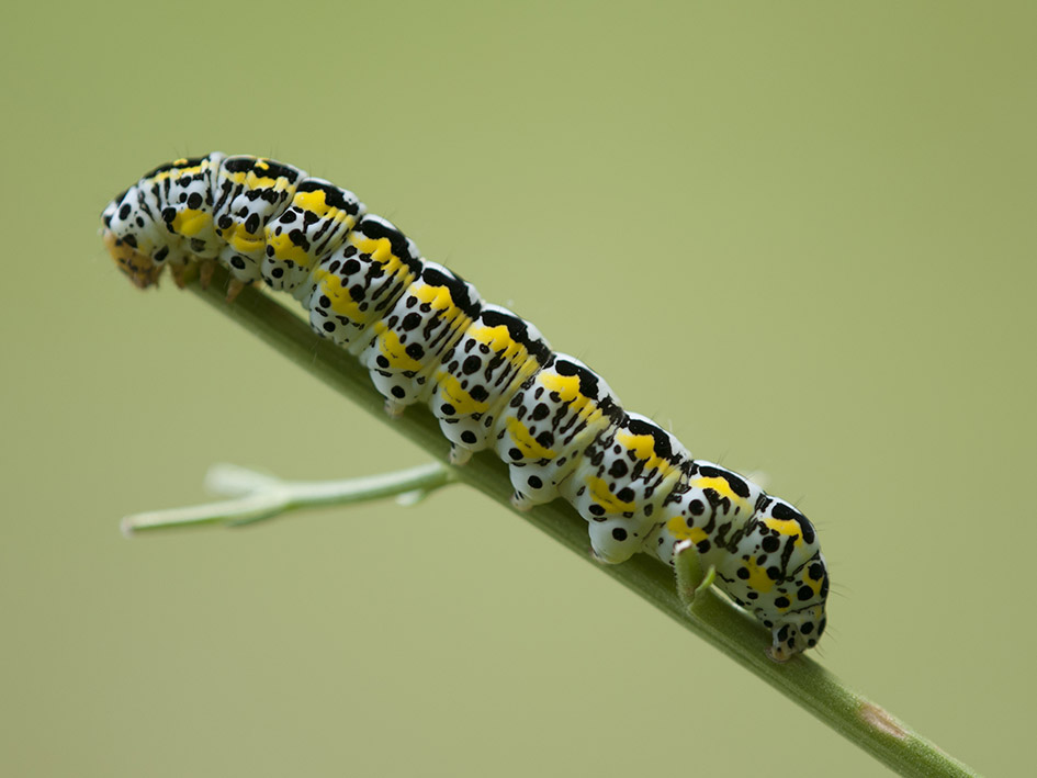 Bruco da determinare: Cucullia blattariae
