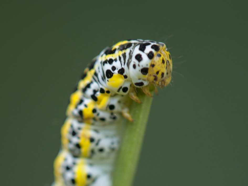 Bruco da determinare: Cucullia blattariae