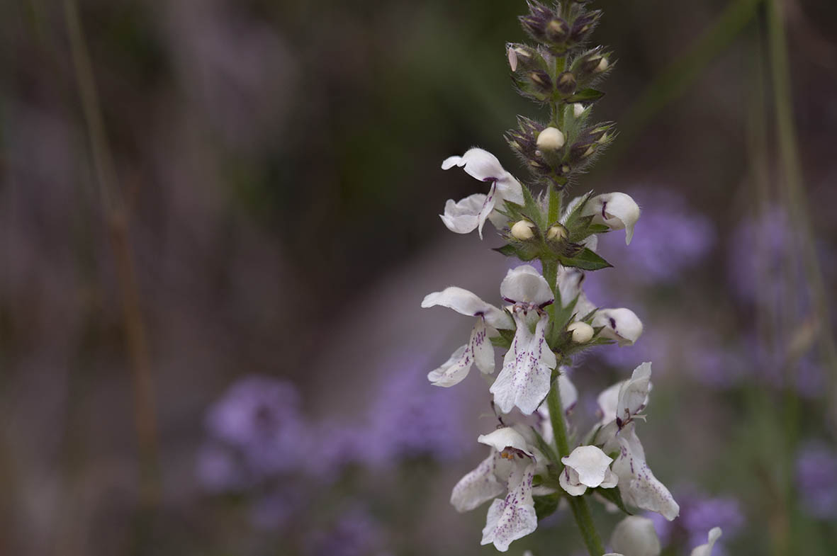 Stachys recta subsp. grandiflora / Stregona gialla