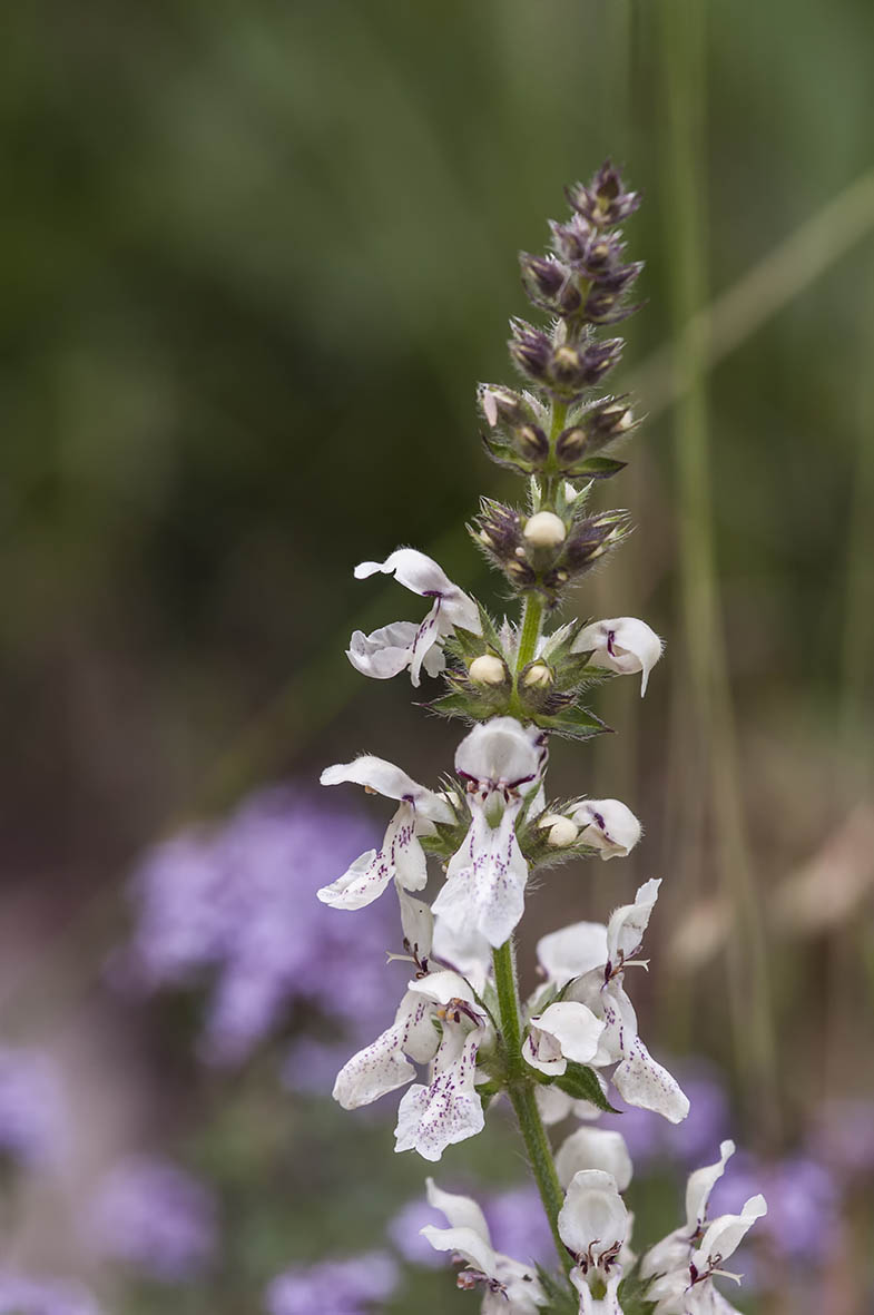 Stachys recta subsp. grandiflora / Stregona gialla