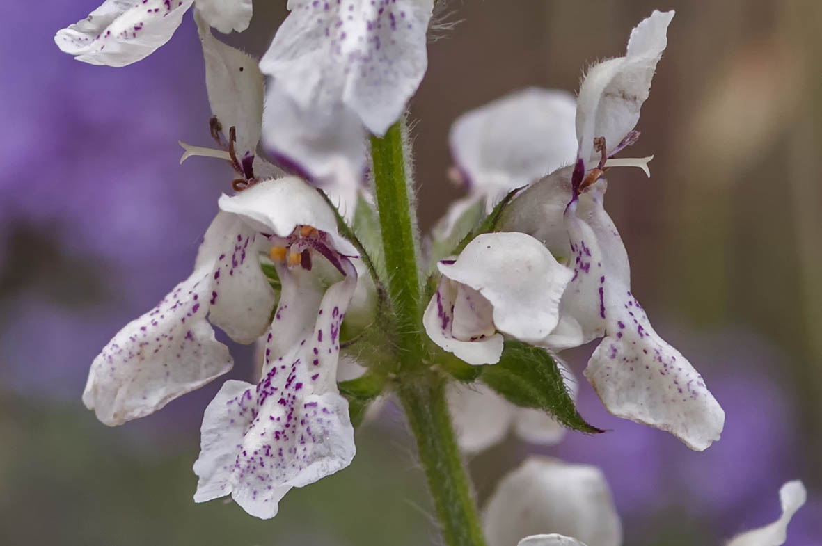Stachys recta subsp. grandiflora / Stregona gialla