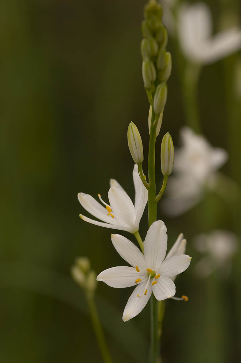 Anthericum liliago