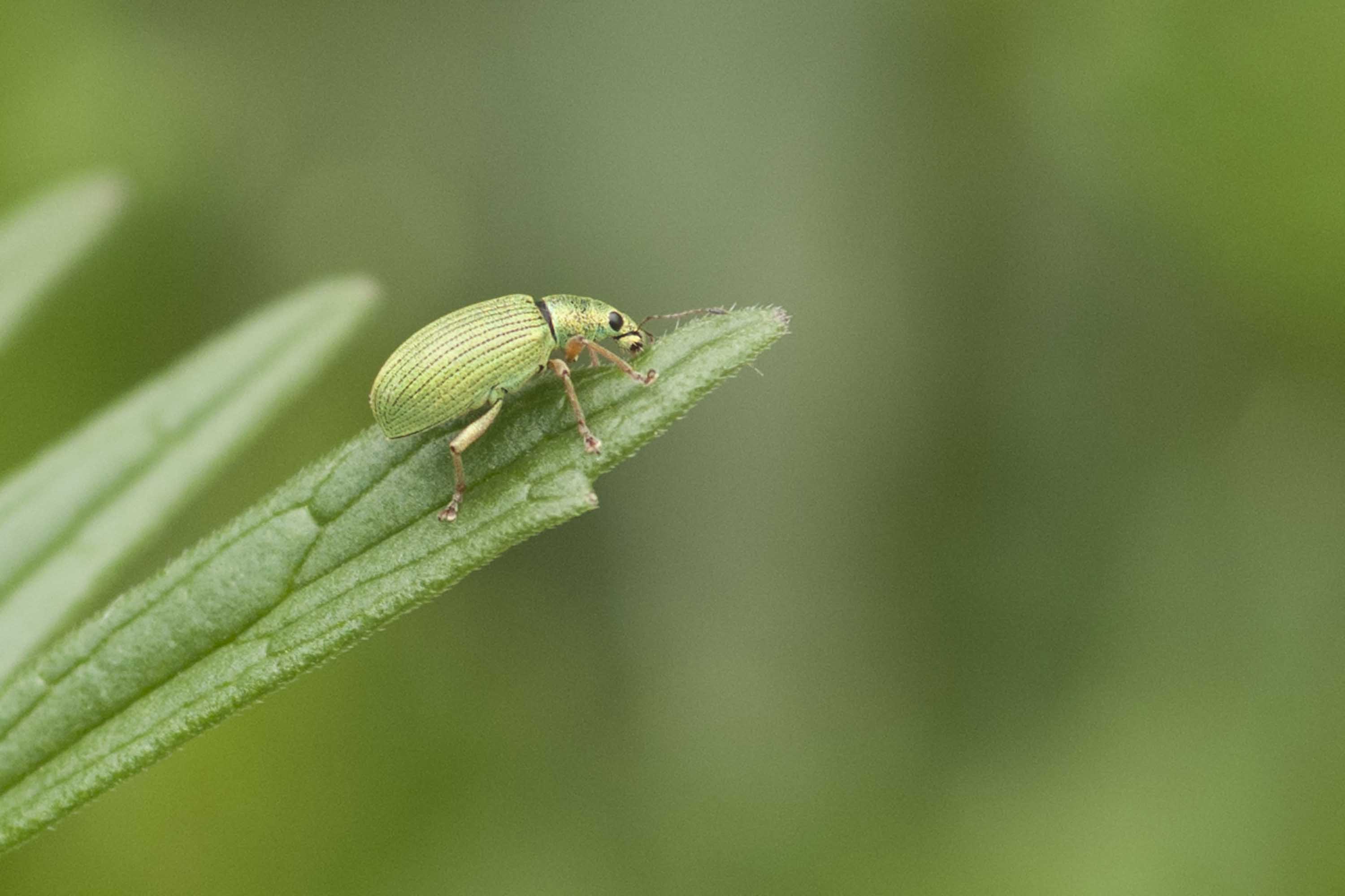 Curculionidae da identificato