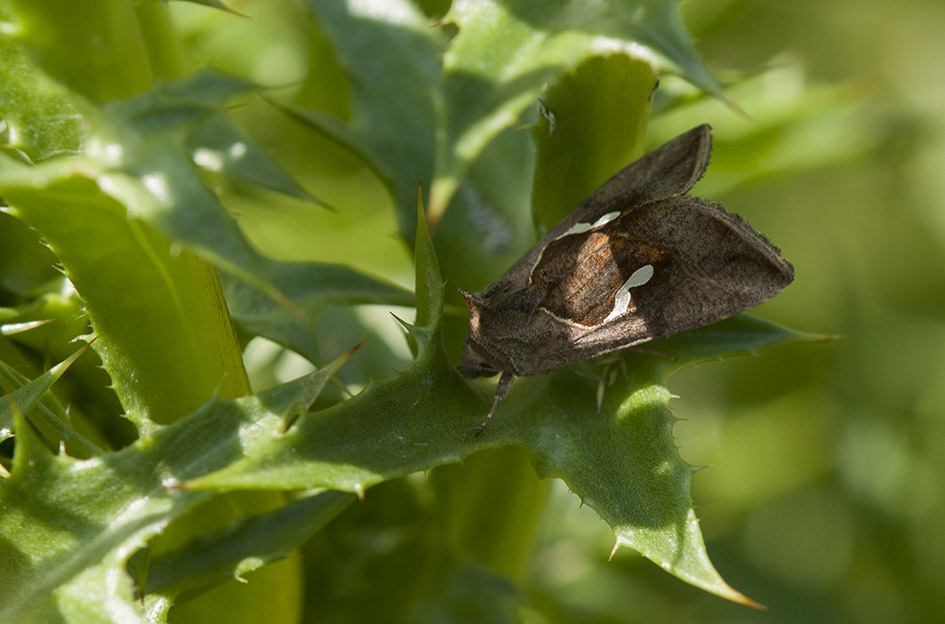 Ultima farfalla da id. - Macdunnoughia confusa