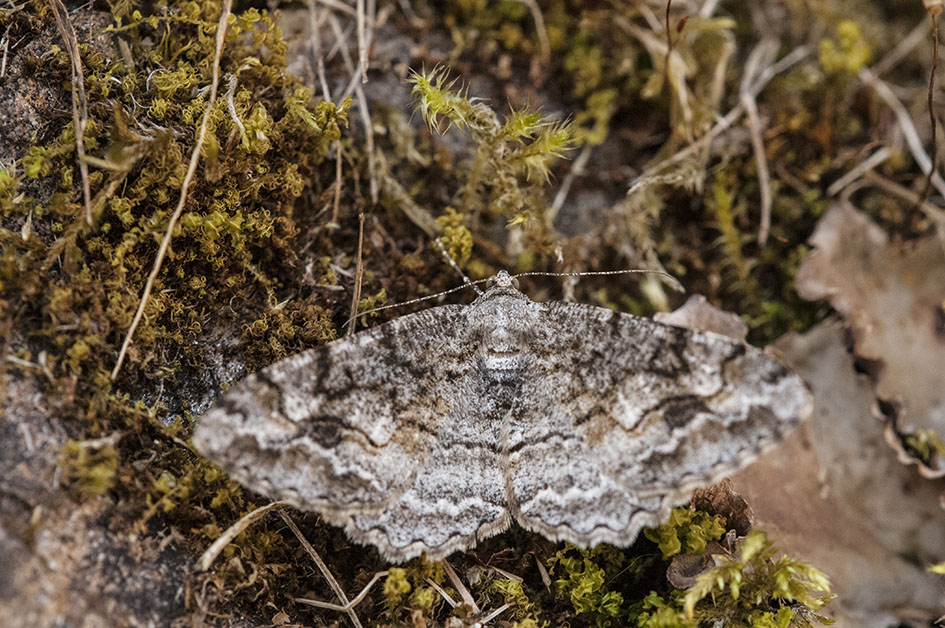 Geometridae - Alcis repandata? S