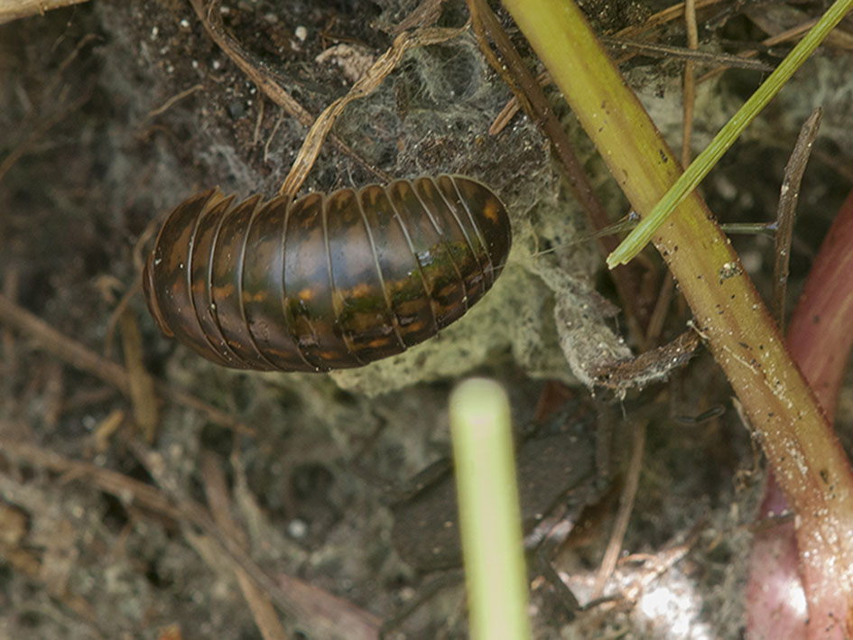 Miriapoda Diplopoda Glomeridae (cfr. Glomeris sp.)