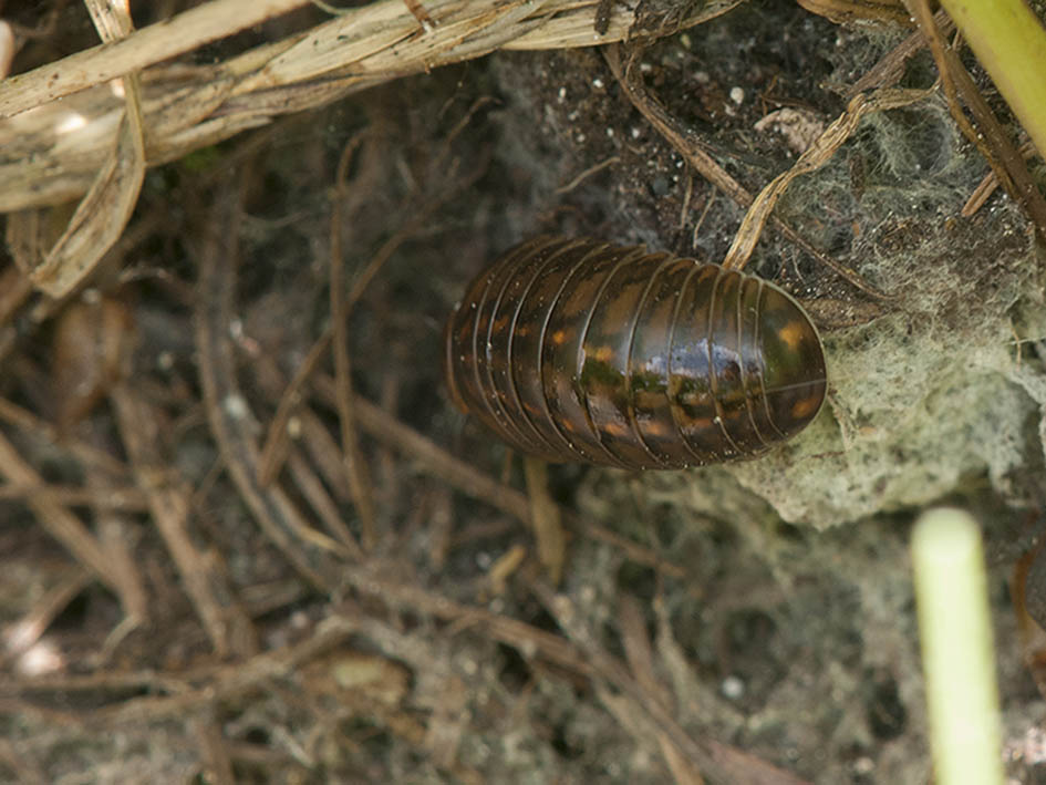 Miriapoda Diplopoda Glomeridae (cfr. Glomeris sp.)