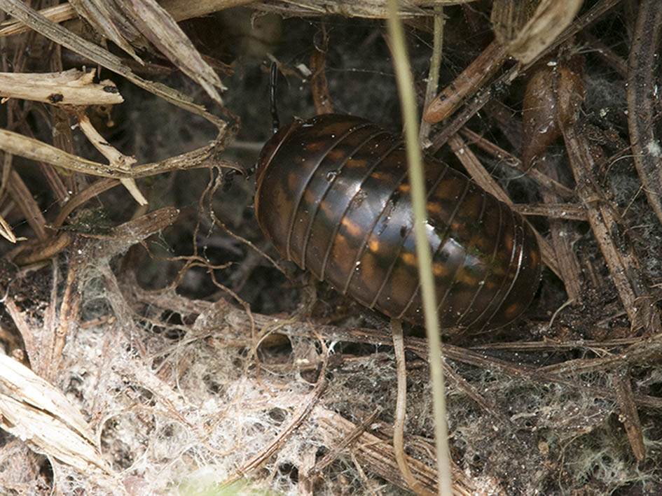 Glomeridae? O cosa