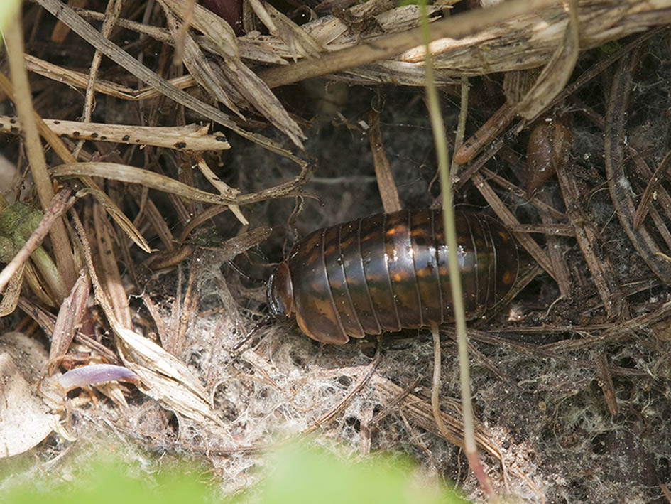 Miriapoda Diplopoda Glomeridae (cfr. Glomeris sp.)