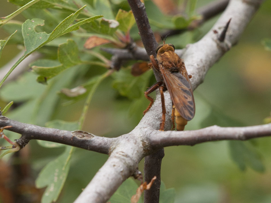 Asilus crabroniformis (Asilidae)
