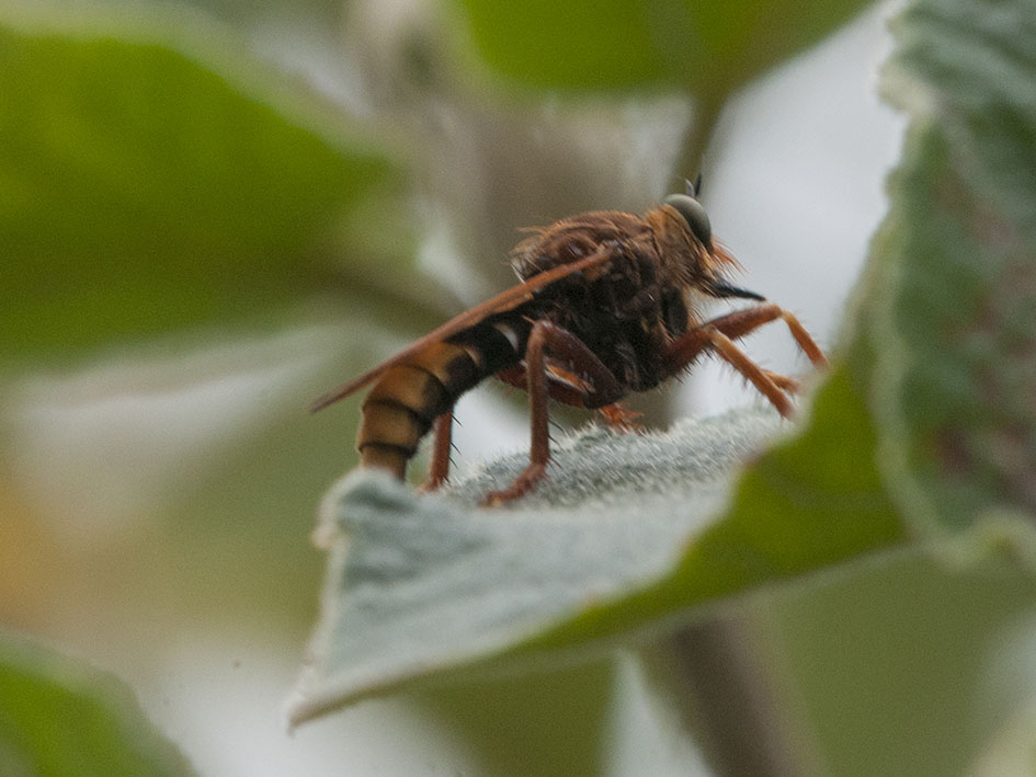 Asilus crabroniformis (Asilidae)