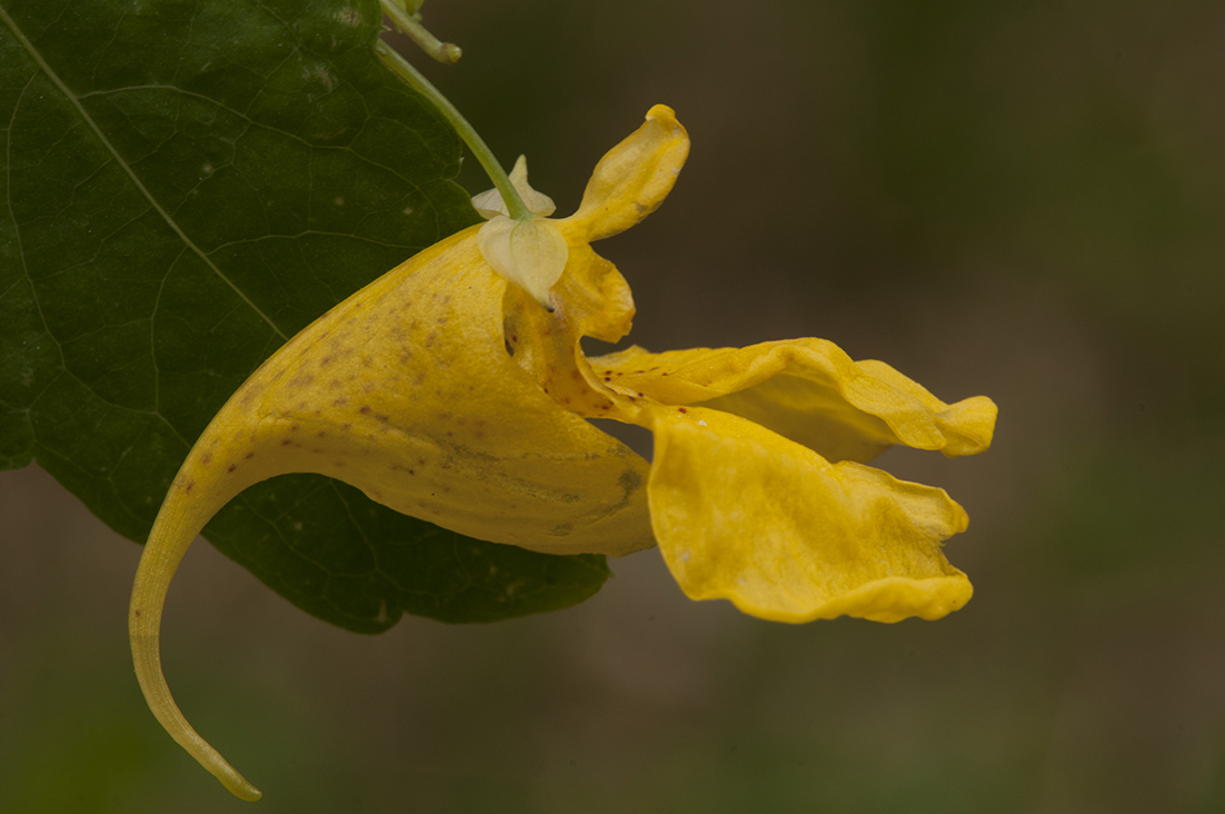 Impatiens noli-tangere / Balsamina gialla
