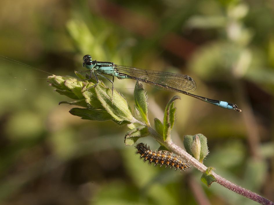 Ischnura elegans, maschio