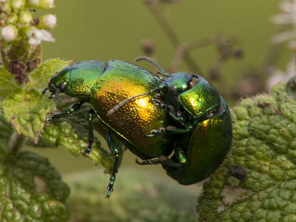 Crisolina fastuosa? No, C. herbacea, Chrysomelidae